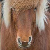 Q PUZZLE: ANIMAL II DISPLAY