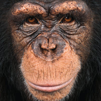 Q PUZZLE: ANIMAL II DISPLAY
