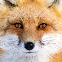 Q PUZZLE: ANIMAL DISPLAY