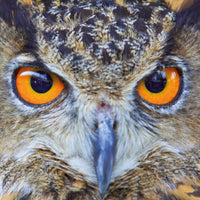 Q PUZZLE: ANIMAL DISPLAY
