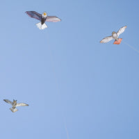 70" Red-Tailed Hawk Kite