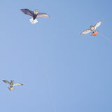 70" Red-Tailed Hawk Kite