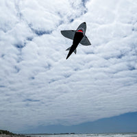 5' 3D BLACK SHARK